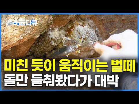 깜짝 놀라 얼어붙은 남자. 벌이 이상하게 움직여서 돌 치워봤다가 대박｜석청꾼｜극한직업｜#골라듄다큐 thumbnail