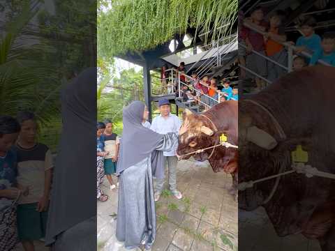 Sapi terbesar Ricis.. #riaricis thumbnail