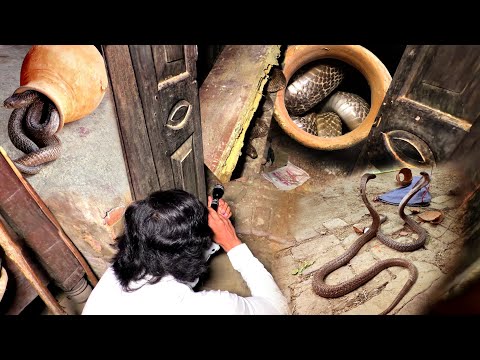 इसे कहते है असली नाग नागिन, जब इस घर में एक साथ छिपे हुए थे फिर कैसे क्या हुआ। Dangerous Rescue ?? thumbnail