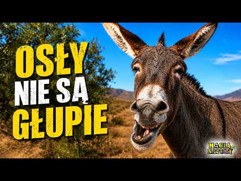 Dlaczego Osły są Mądrzejsze niż Myślisz? thumbnail