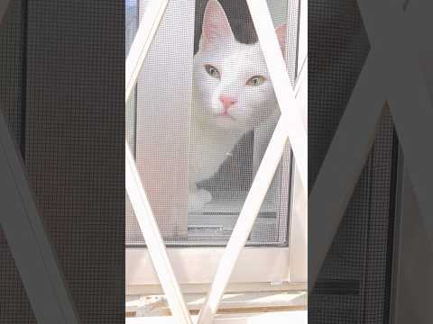 今のシロ。　 #猫のいる暮らし #保護猫 #猫 thumbnail