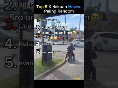 Top 5 kelakuan hewan paling random #top5 #hewan #ngakak thumbnail