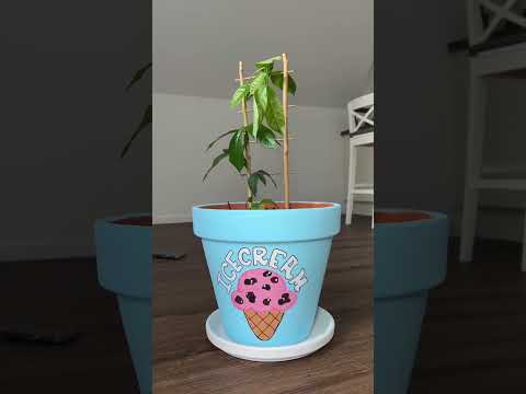EISCREME BAUM? thumbnail