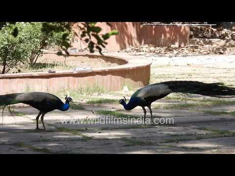 Rival Peacocks clash in Wilderness Orchard New Delhi thumbnail