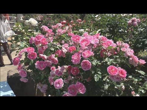 250種類のバラが見ごろ 観光客にぎわう　山梨・甲州市(2026年5月17日) thumbnail