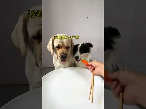 又吃饱喝足了！#家有饿犬#狗狗吃饭 thumbnail