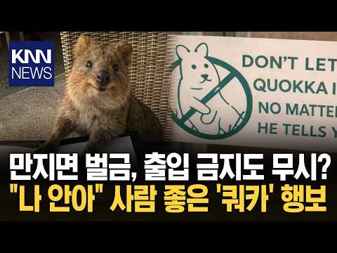 "만지면 벌금 27만 원" 화들짝 출입 금지당한 '웃는 악마' 정체 / KNN thumbnail