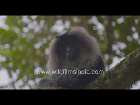 Endangered Lion-Tailed Macaques in the rainforests of Western Ghats thumbnail