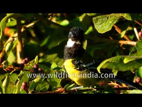 Green-backed Tit perched among berries in Himalayan forest canopy thumbnail
