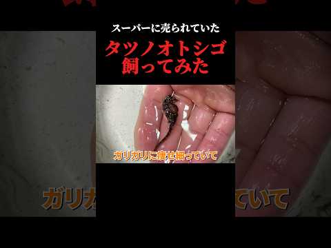 スーパーに売れ残っていたタツノオトシゴを飼育してみると… thumbnail