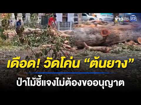 เดือด! วัดโค่น “ต้นยาง” ป่าไม้ชี้แจงไม่ต้องขออนุญาต | ชงข่าวเขย่าจอ | 29 พ.ค. 69 thumbnail
