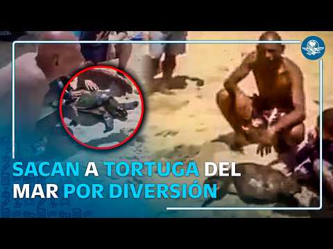 Captan manipulación de tortuga silvestre en playas de Huatulco thumbnail
