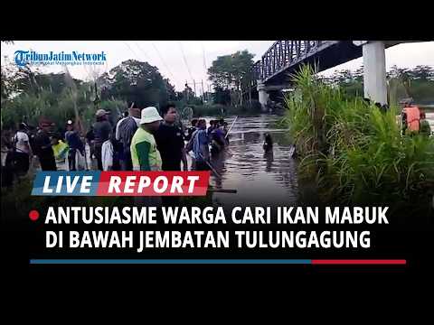 Pencari Ikan Penuhi Bawah Jembatan Ngujang 2 Tulungagung, Cari Ikan Mabuk Hasil Flushing thumbnail