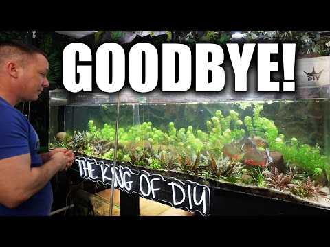 Saying Goodbye to the Piranha Tank… (But It’s Not What You Think!) thumbnail