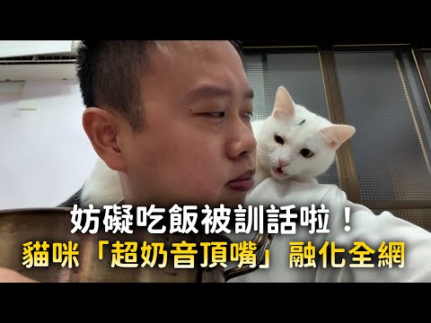 妨礙吃飯被訓話啦！　貓咪「超奶音頂嘴」融化全網 thumbnail