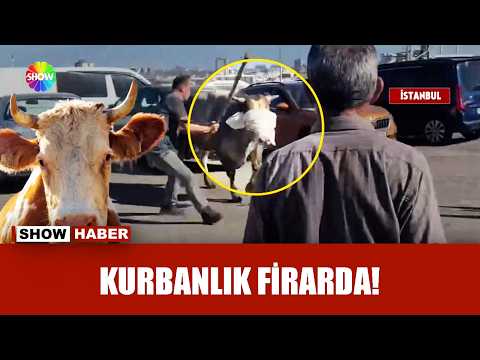 Kurban pazarını birbirine kattı! thumbnail