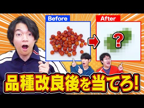 【激マズあり】品種改良「前」を食べて推測！これ何になるクイズ！ thumbnail
