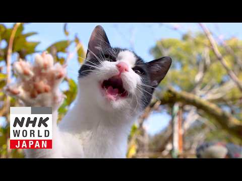 Hiroshima: Hills and Slopes - A Cat's-Eye View of Japan thumbnail