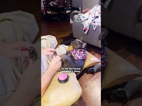 Tiny Dog Rings Her Bell Every Time She Wants A Foot Rub From Dad | The Dodo thumbnail