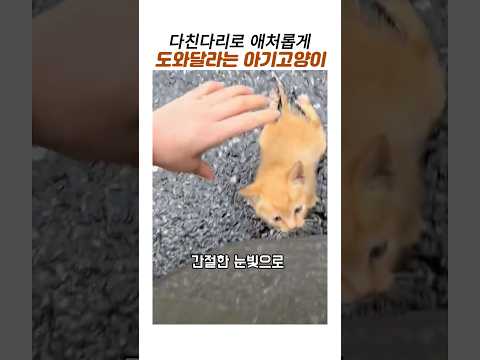 다친다리로 애처롭게 도와달라는 아기고양이구조#치즈냥#길고양이이구조#감동동물 thumbnail