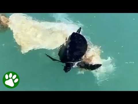 Jet Skier Interrupts Ride For Unexpected Rescue ❤️👏 thumbnail