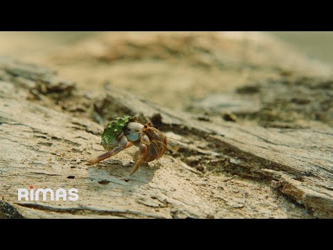 BAD BUNNY ft. Chuwi - WELTiTA (Video Oficial) | DeBÍ TiRAR MáS FOToS thumbnail