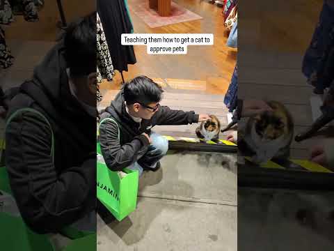 I was doing street photography of a stray cat when I met two really nice tourists from Taiwan! ?? thumbnail
