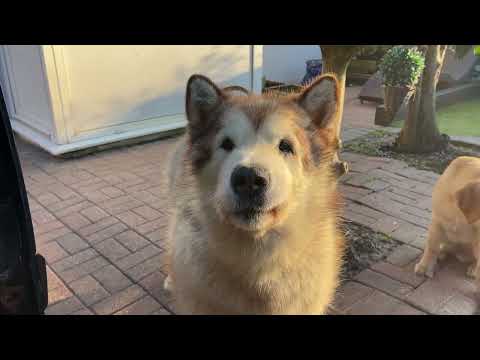 Stubborn Huskies Argue With Me! They’re So Vocal!!  thumbnail