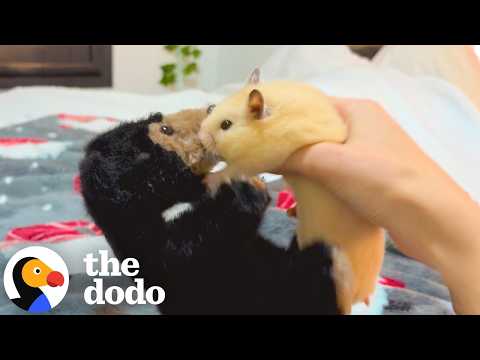 Hamster Fights His Mom’s Teddy Bear Every Day Because It’s From Her Ex | The Dodo thumbnail