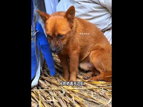 现实版忠犬《八公》令人泪目！苦守灵堂一同而去 thumbnail