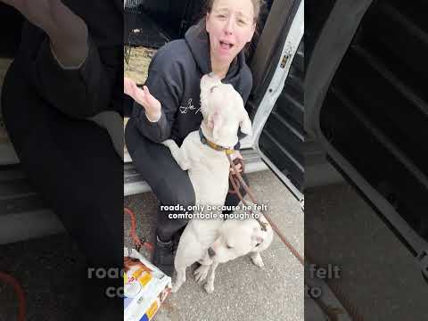 Stray Pittie Gets Rescued — Then Helps Save Her Terrified Twin an Hour Later | The Dodo thumbnail