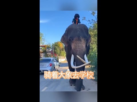 大象每天護送小主人上下學 #快影剪輯教程 #大象 # #動物的迷惑行為 #記錄可愛的動物 @快手熱點(O3xddgkd5fav5if9) @快手寵物(O3xdzi7gzwye5gsa) thumbnail