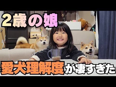 生まれてから…ずっと柴犬と暮らす２歳娘は、愛犬をどれだけ知ってるのか？正解率に驚愕【Part2】 thumbnail