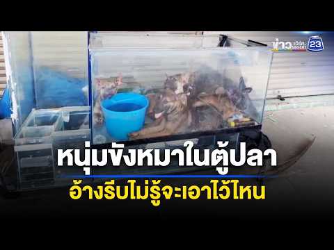 หนุ่มขังหมาในตู้ปลา อ้างรีบไม่รู้จะเอาไว้ไหน l ข่าวเที่ยงเวิร์คพอยท์ l 29 พ.ค. 69 thumbnail