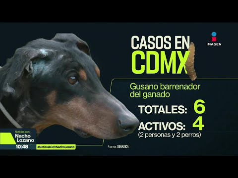 Sigue la alerta por gusano barrenador del ganado; hay cuatro casos activos en CDMX | Nacho Lozano thumbnail