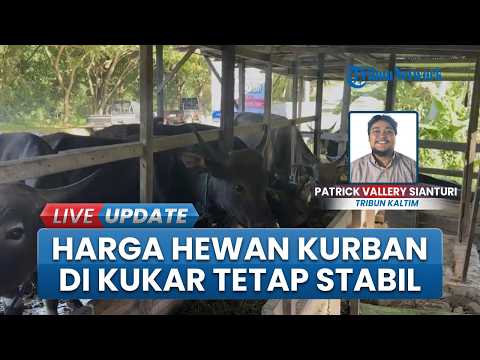 Harga Sapi dan Kambing Kurban 2026 di Kukar Dipastikan Bertahan Meski Biaya Transportasi Naik thumbnail