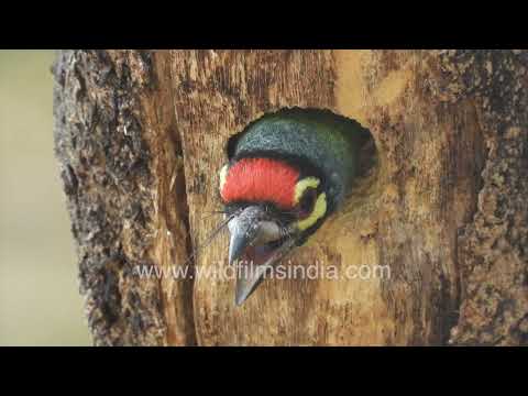 Coppersmith Barbet peeking from its tree cavity nest thumbnail