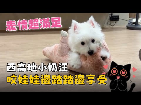 西高地小奶汪咬著娃娃　邊踏踏邊享受表情超滿足 thumbnail