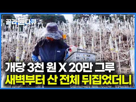 하나에 3천 원이라고 생각하니 웃음만 난다.｜놓치면 1년 기다려야 하는 봄의 제왕 ｜수확할 수 있는 기간이 짧아 더 귀한 봄나물 유채나물 취나물 두릅｜극한직업｜#골라듄다큐 thumbnail