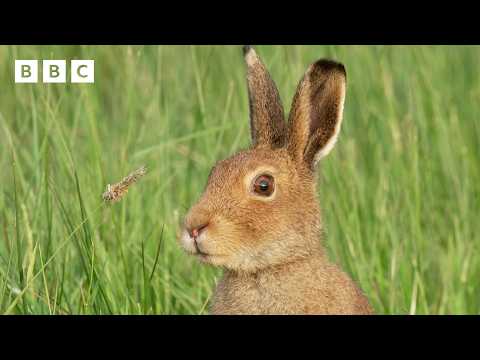 🔴 LIVE wildlife cameras 🌿 31 May 🐦 BBC Springwatch 2026 thumbnail