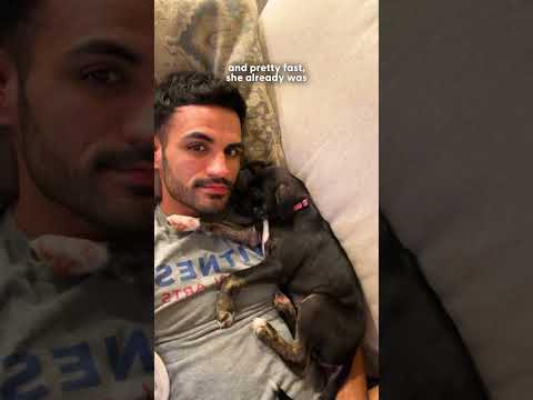 10-Pound Dumped Puppy Gets Fostered By German Shepherds | The Dodo thumbnail
