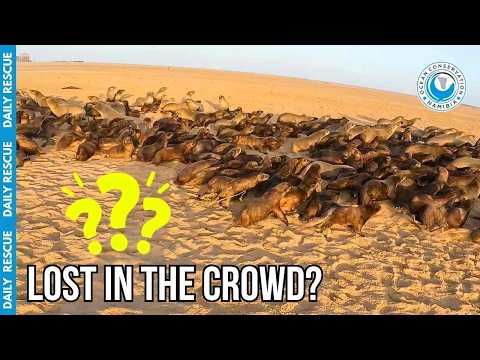 Inside An OCN Rescue: How We Track Entangled Seals thumbnail