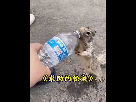 松鼠妈妈街头求助路人，善良女孩出手相救，结局真的很温馨治愈#animals  #squirrel thumbnail