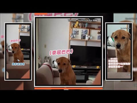 狗狗見奴才沒出門　一臉委屈：蛤你今天在家喔 thumbnail