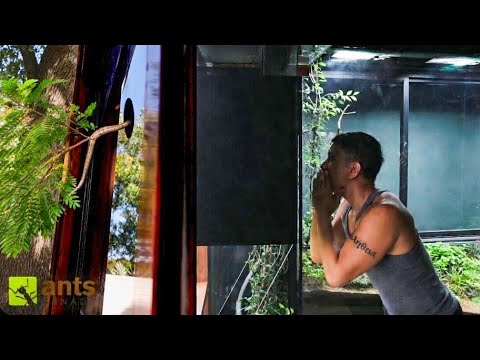 The Wildest Animals Are Entering My Vivariums From Outside thumbnail