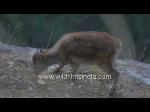 A Himalayan Tahr foraging on a rocky mountainside in Uttarakhand thumbnail