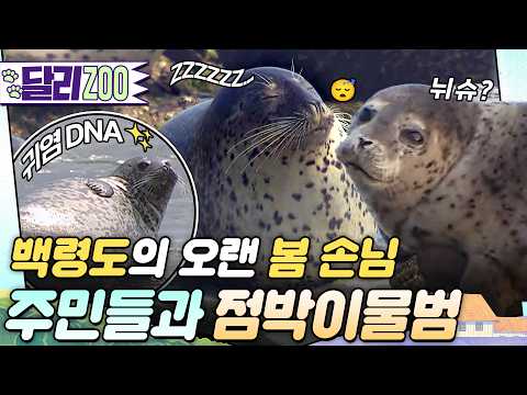 [🐕#달리ZOO] 아름다운 공존이 이루어지고 있는 백령도🫂 그런 백령도의 오랜 봄 손님 점박이물범🦭💗 #TV동물농장 #달리 #DALI thumbnail