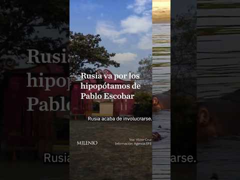 Rusia e India se unen para salvar a los hipopótamos de Pablo Escobar thumbnail
