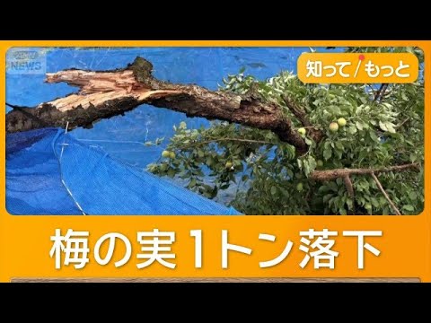 台風6号猛威、収穫直前の農作物に打撃　南高梅や桃が落下　トウモロコシも無残に【知ってもっと】【グッド！モーニング】(2026年6月5日) thumbnail