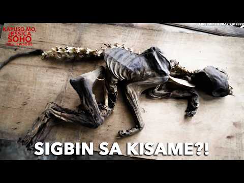 BUTO NG SIGBIN, NATAGPUAN SA KISAME?! | Kapuso Mo, Jessica Soho thumbnail